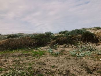 Trees and grass on beach against sky