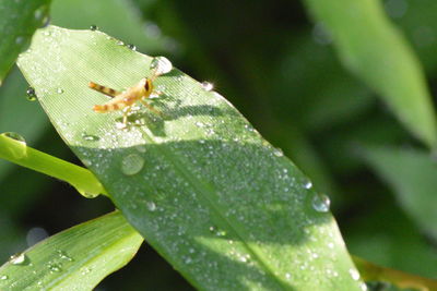 Close-up of raindrops on leaf