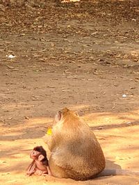 Lion sitting on landscape