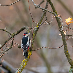 Close-up of bird perching on branch