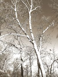 Bare trees against the sky