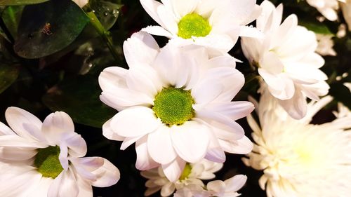 Close-up of white flowers blooming outdoors