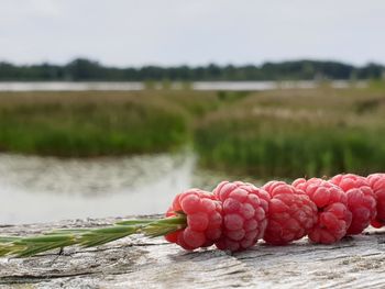 Close-up of red berries on plant at field against sky