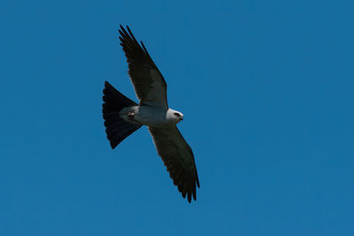 Low angle view of bird flying against clear blue sky