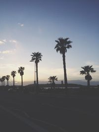 Silhouette of palm trees on beach