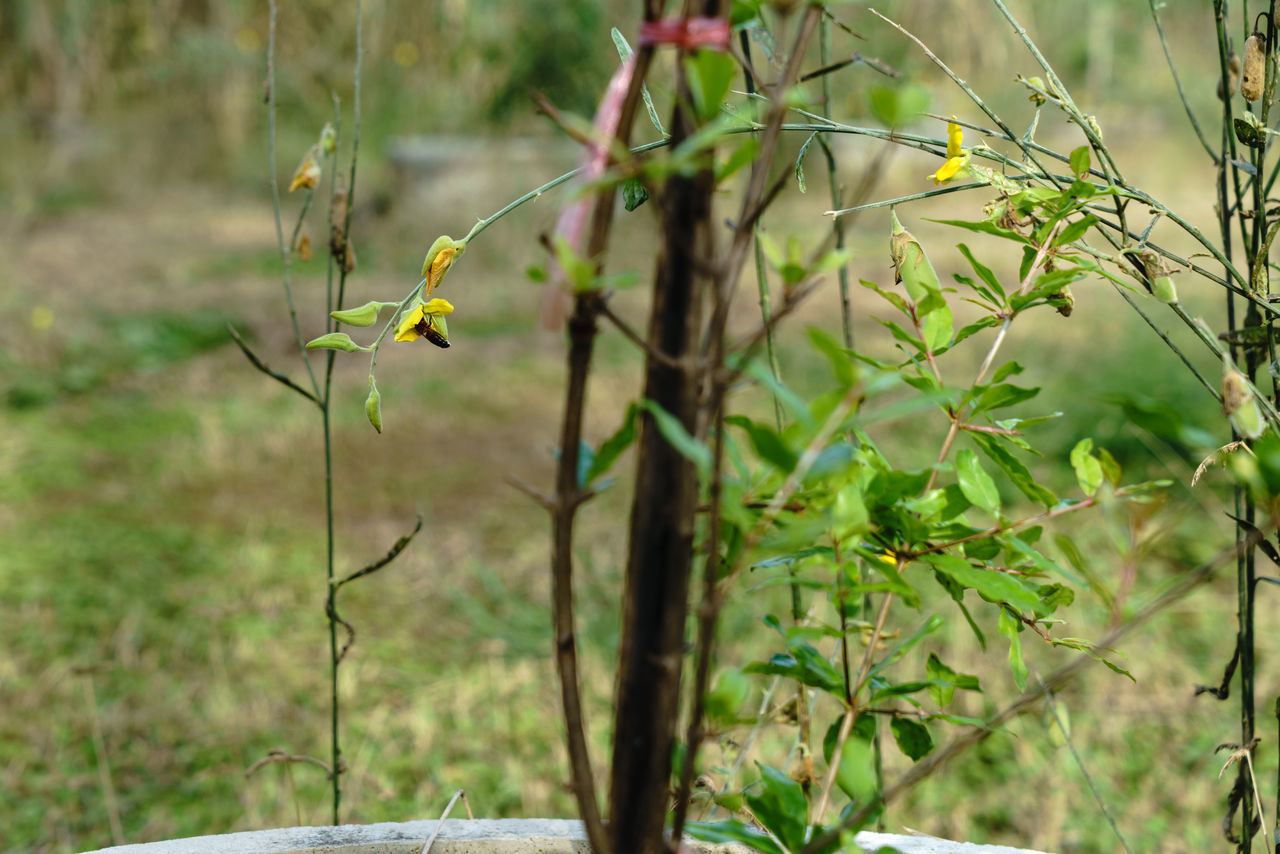 CLOSE-UP OF FRESH PLANT ON FIELD