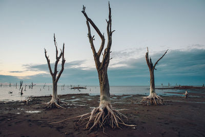 Bare tree on sand at beach against sky