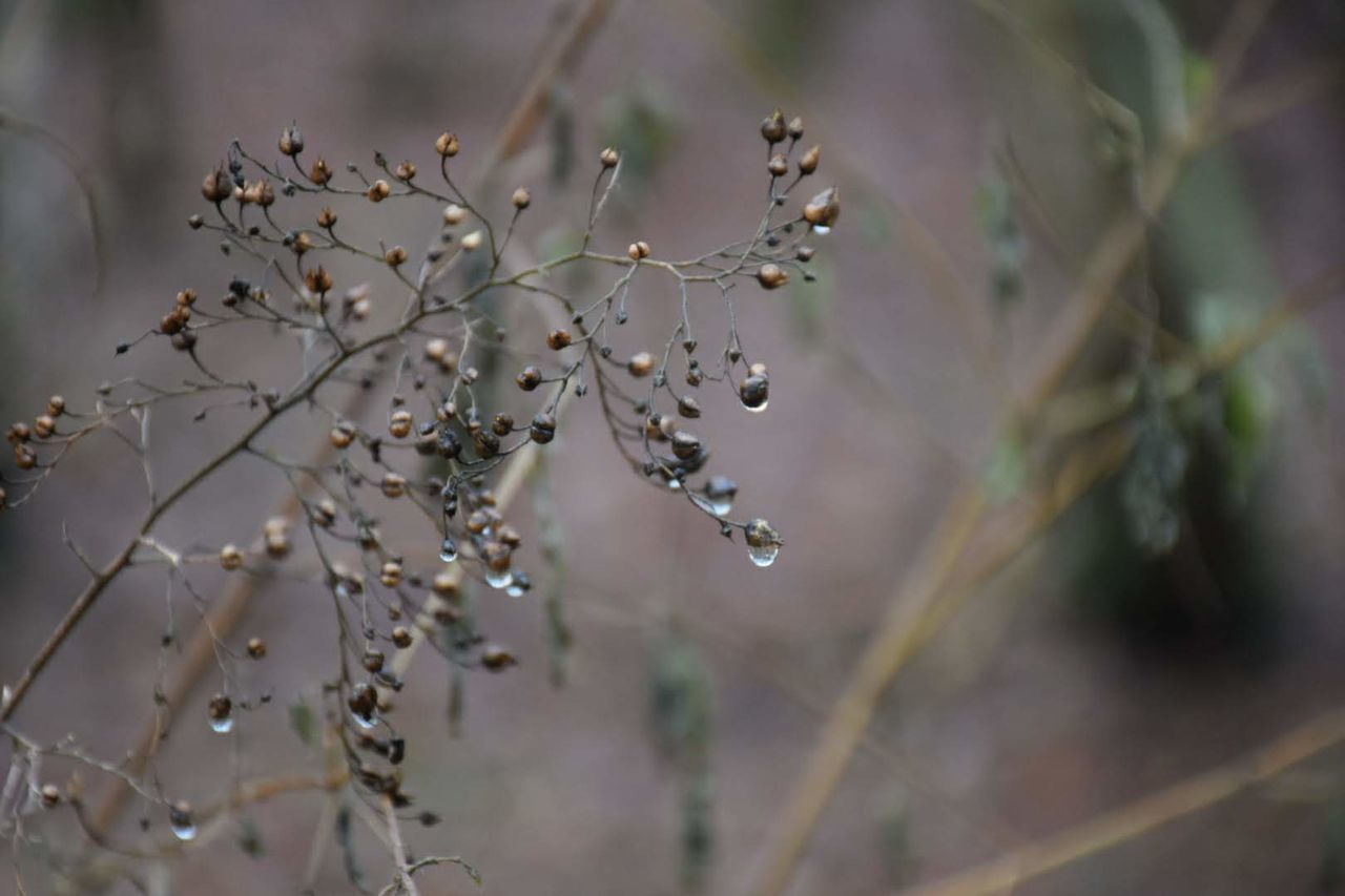 CLOSE-UP OF WET PLANT