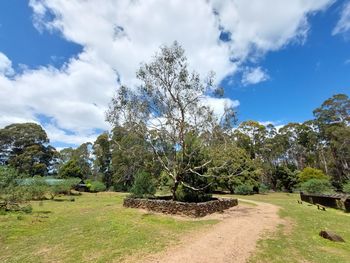 Trees in sunny daylight