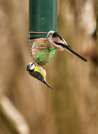 Close-up of bird flying