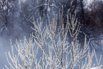 Close up view of winter frozen branches covered with hoarfrost