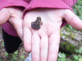 Close-up of hand holding crab