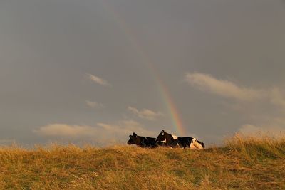 Horses in a field