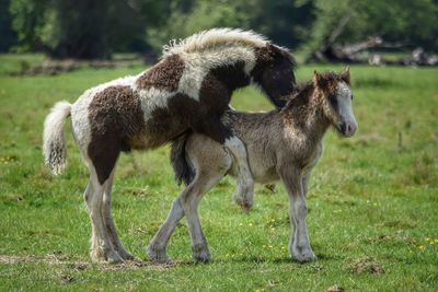 Horses standing on field