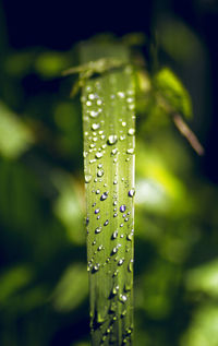 Close-up of wet leaf