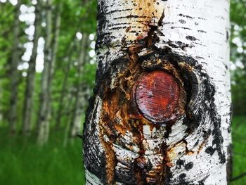 Close-up of tree trunk in forest