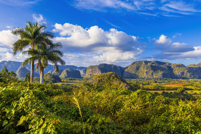 Scenic view of palm trees on landscape against sky