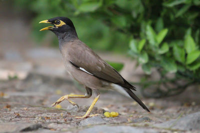 Close-up of bird perching