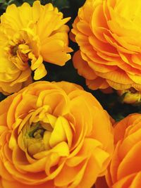 Close-up of yellow rose