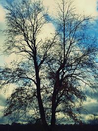 Low angle view of bare trees against sky