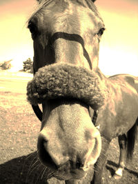 Close-up of a horse on field