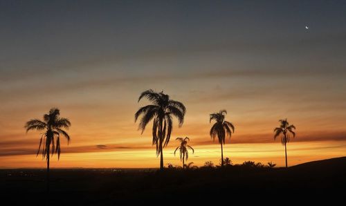 Silhouette palm trees on beach against sky during sunset