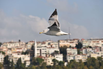 Seagull flying in a city