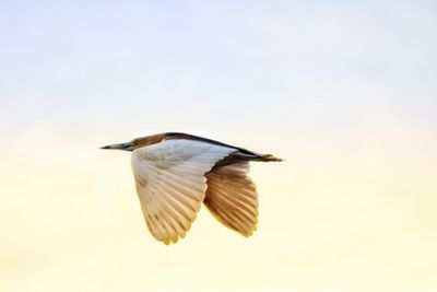 Low angle view of bird flying in sky