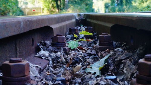 Close-up of potted plants growing in bus