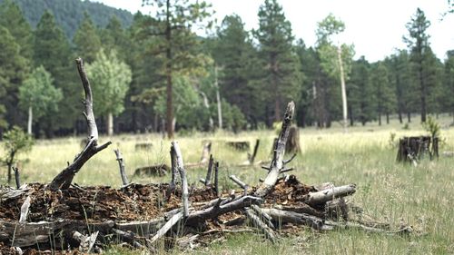 Panoramic view of trees on field in forest