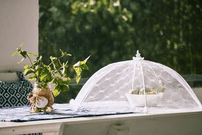 Close-up of plants on table against trees