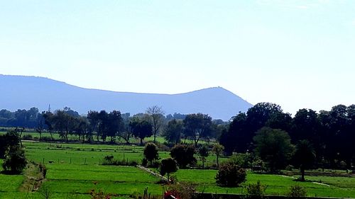 Scenic view of field against clear sky