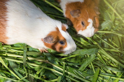 High angle view of rabbits eating grass