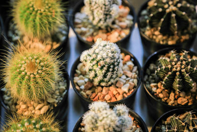 High angle view of succulent plants