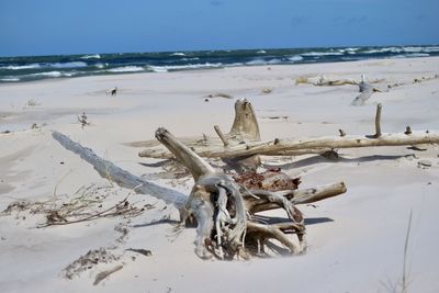 View of driftwood on beach