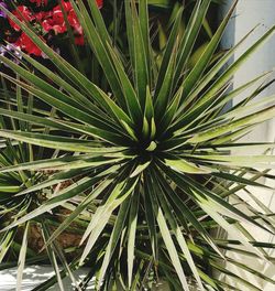 Full frame shot of palm tree