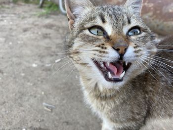 Close-up portrait of a cat