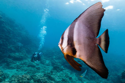 Fish swimming in sea