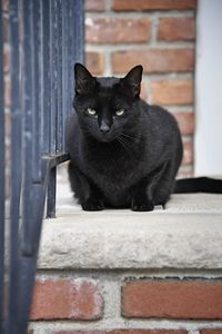 Portrait of black cat sitting on wall