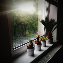 Potted plants on the wall