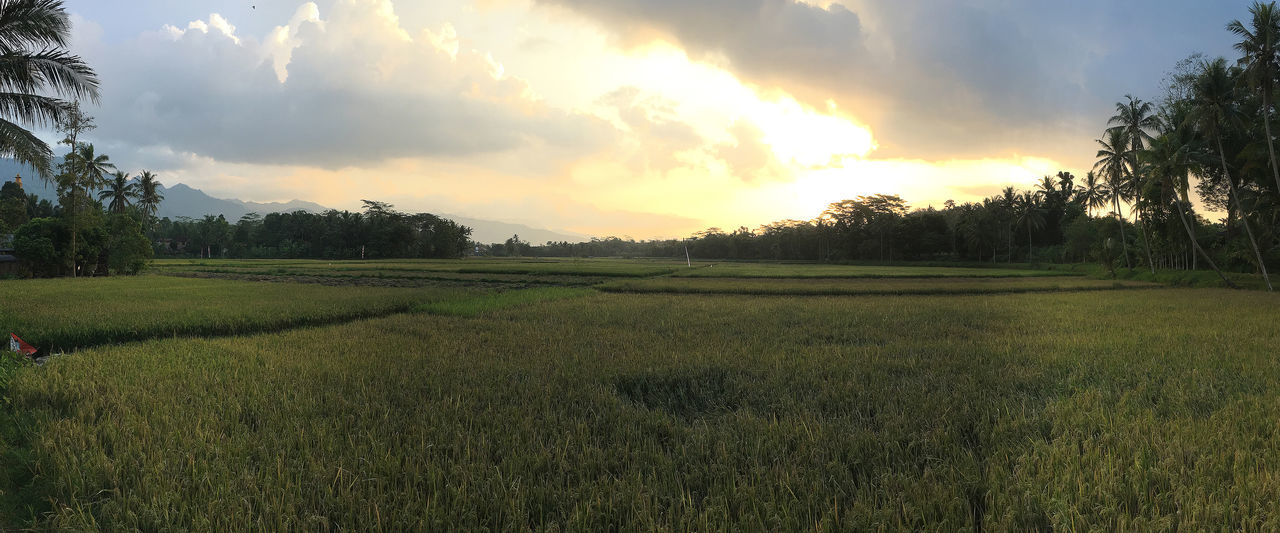 plant, sky, landscape, tranquil scene, scenics - nature, tree, land, beauty in nature, field, tranquility, environment, cloud - sky, sunset, growth, grass, green color, rural scene, nature, non-urban scene, agriculture, no people, outdoors, plantation