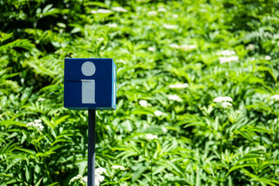 Close-up of road sign against plants