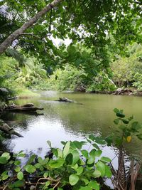 Scenic view of lake in forest