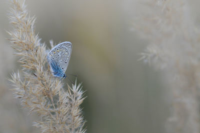 close-up