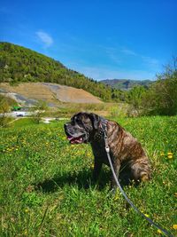 Dog relaxing on field