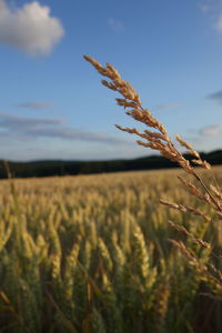 Close-up of crops on field against sky