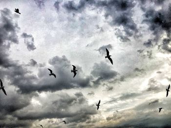 Low angle view of silhouette birds flying in sky