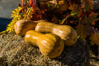 Close-up of pumpkin