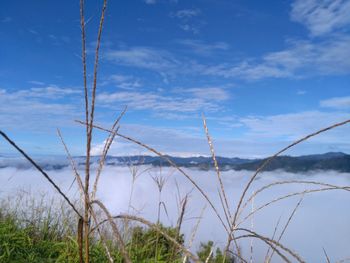 Plants growing on land against sky