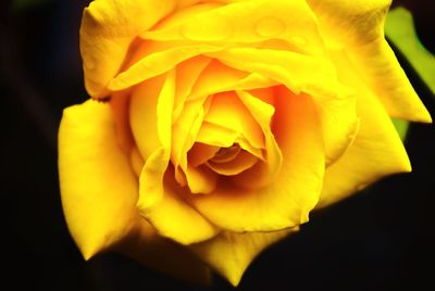 Close-up of yellow rose